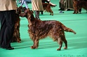 Crufts2011 026